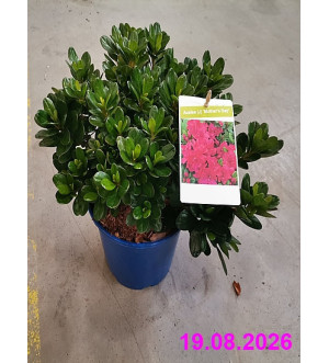 Azalea (J) 'Mother's Day' C 2 L